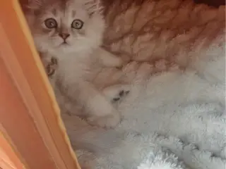 🐾 Kærlig familie søges til min skønne 5 måneder g