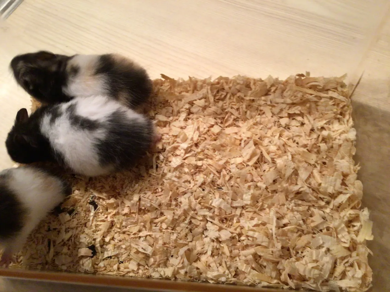 Billede 4 - Guldhamster langhåret