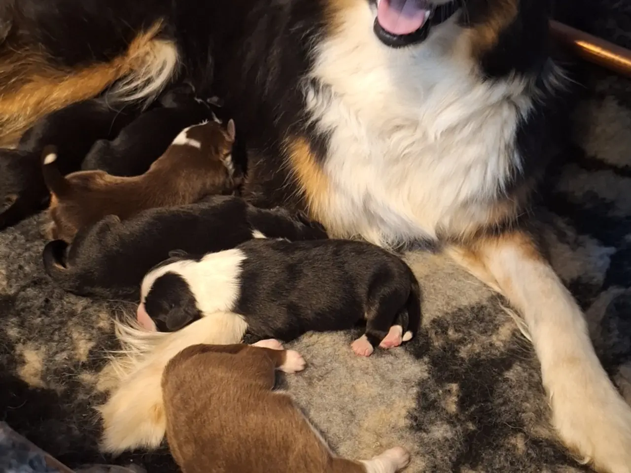 Billede 2 - Miniature American Shepherd hvalpe