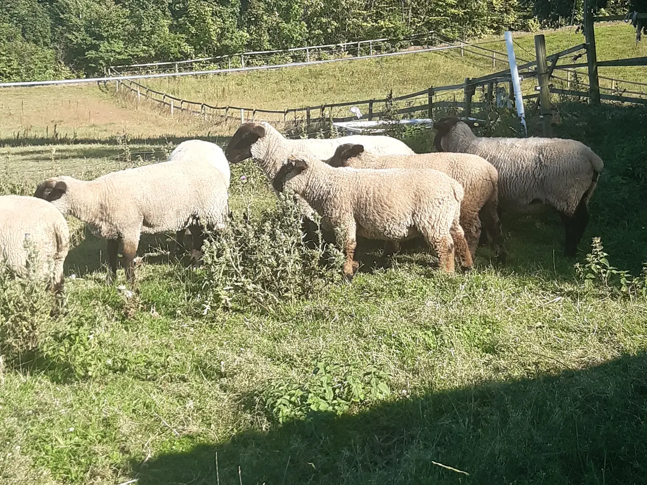 Billede 1 - Vædderlam