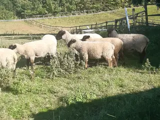 Vædderlam