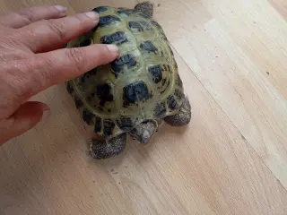 2 Russiske landskildpadder 