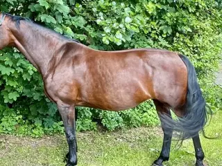 Smuk dressurhest søger nyt 5-stjernet hjem