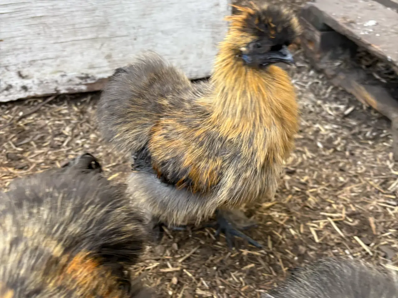 Billede 4 - Silkiehaner / Silkie roosters