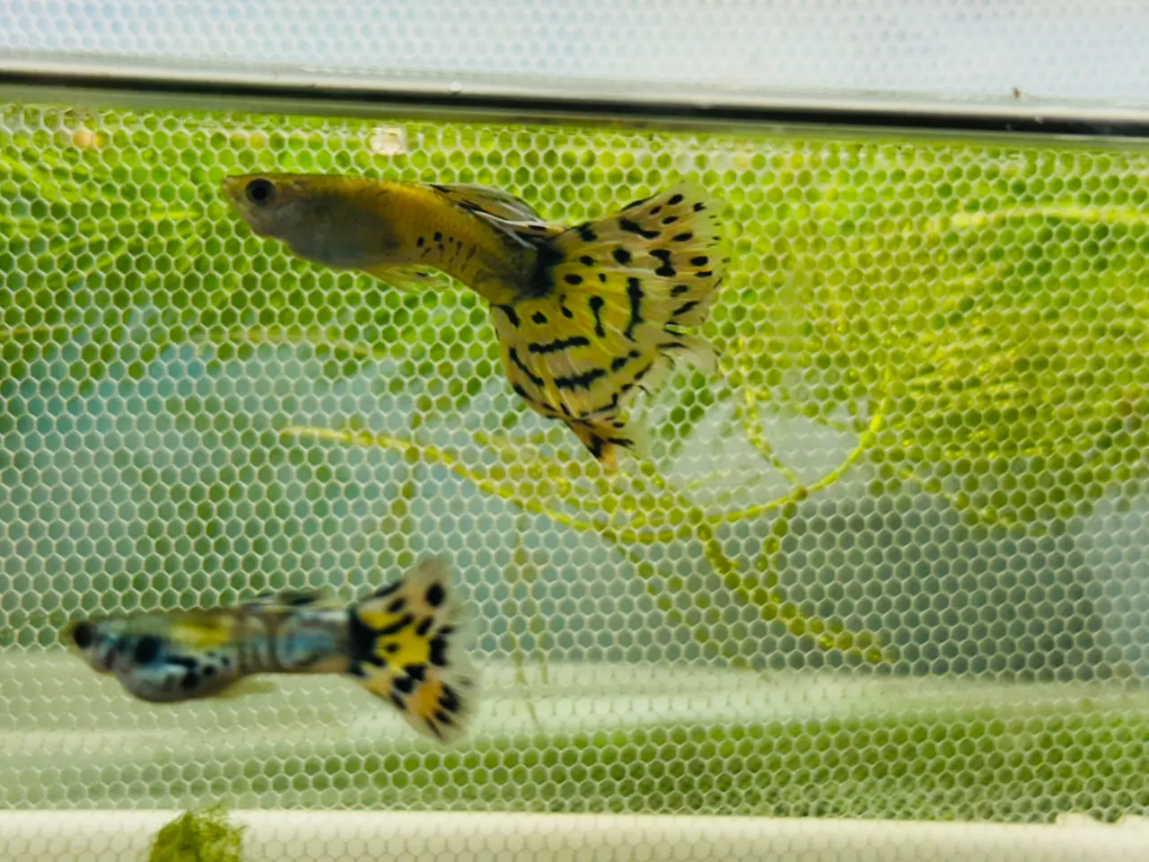 Billede 12 - Renstammede guppyer mange forskellige stammer