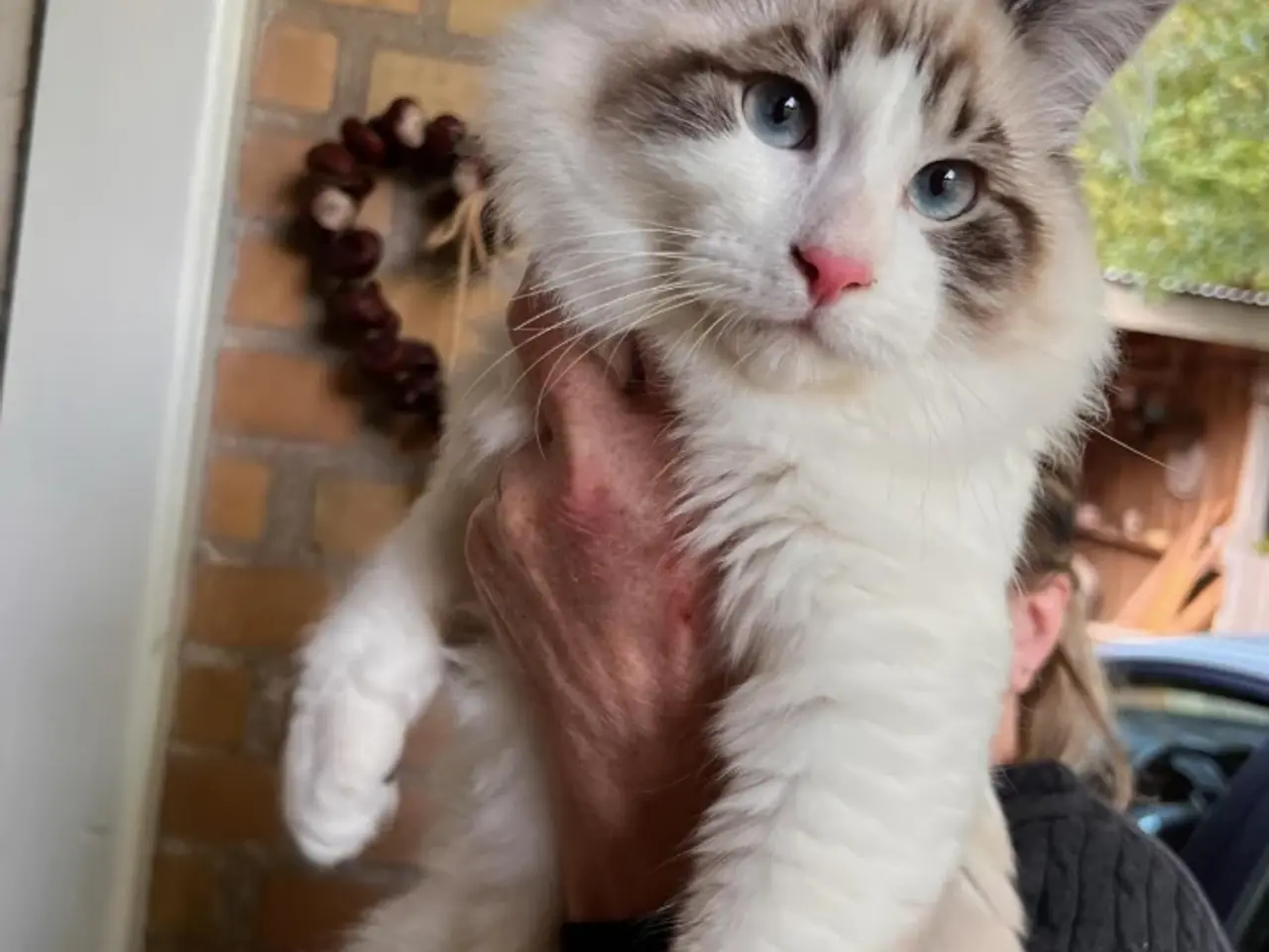 Billede 1 - Ragdoll far og Ragdoll-Skovkat mor