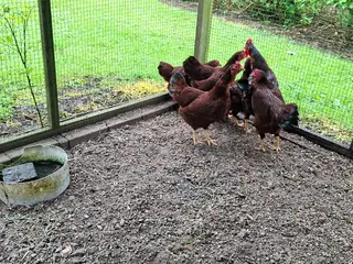 Dværghøns
