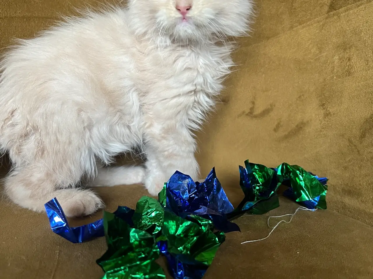 Billede 1 - Mainecoon killinger søger nye hjem