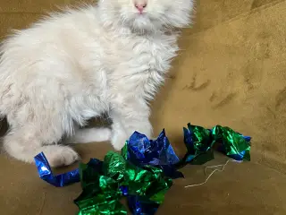 Mainecoon killinger søger nye hjem