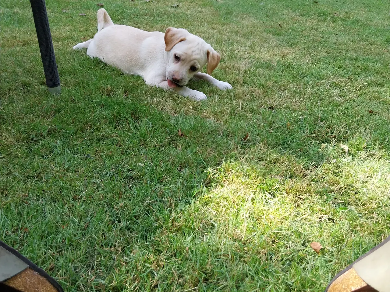 Billede 3 - Mops/Dansk svensk gårdhund blanding