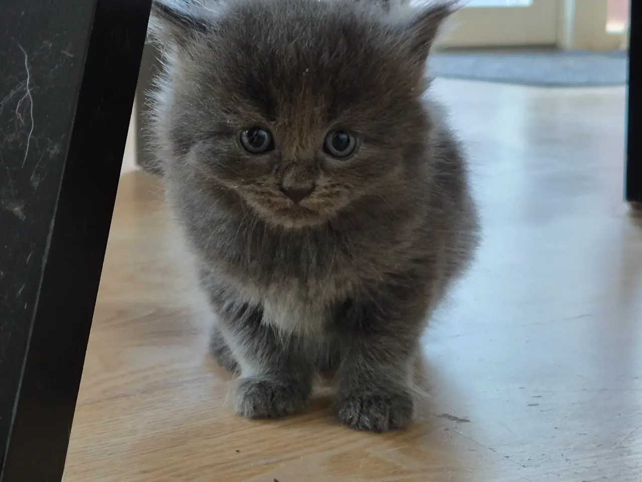 Billede 2 - Maincoon blanding