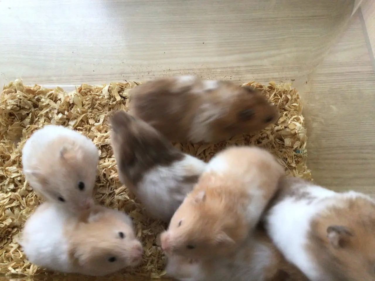 Billede 1 - Guldhamsterunger