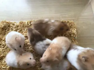Guldhamsterunger