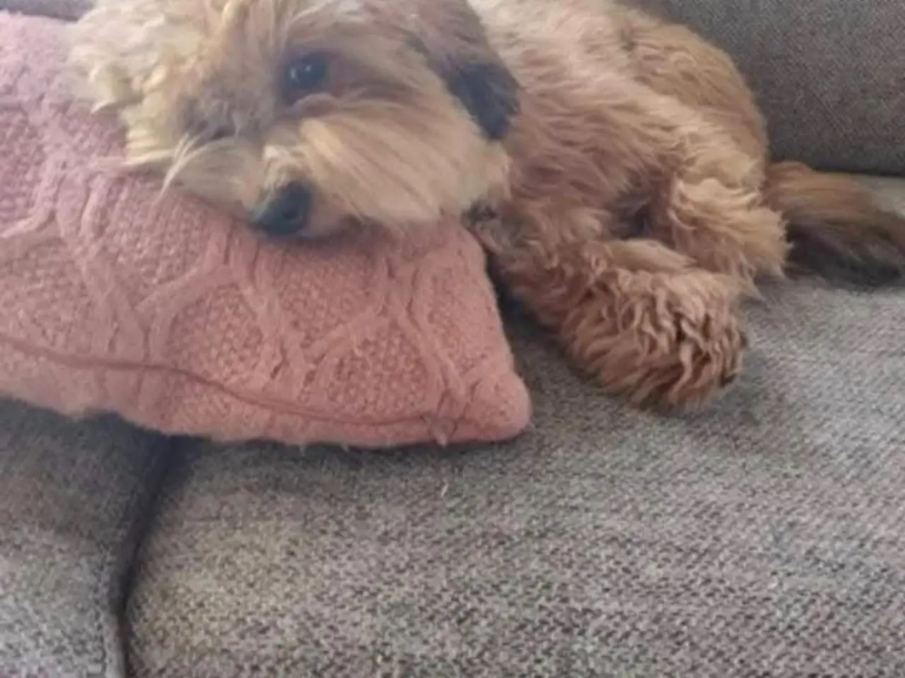 Billede 5 - Bichon havanaise han i rød zobel udbydes til avl,