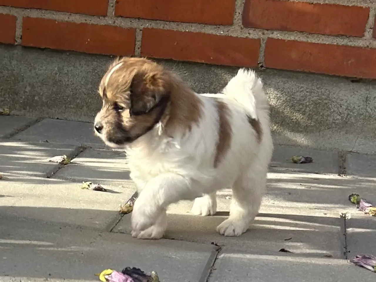 Billede 3 - Hundehvalpe 