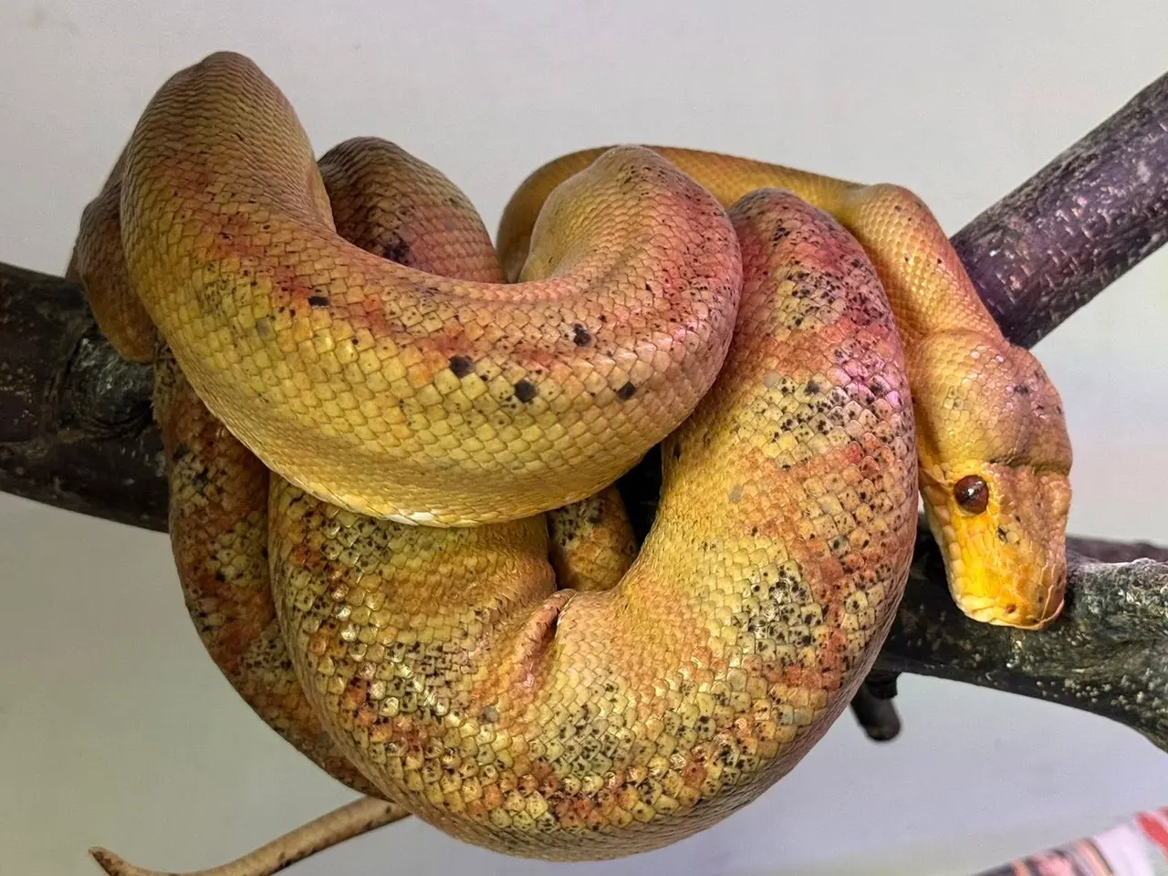 Billede 4 - Amazone træboa Corrallus Hortulanus Amazone
