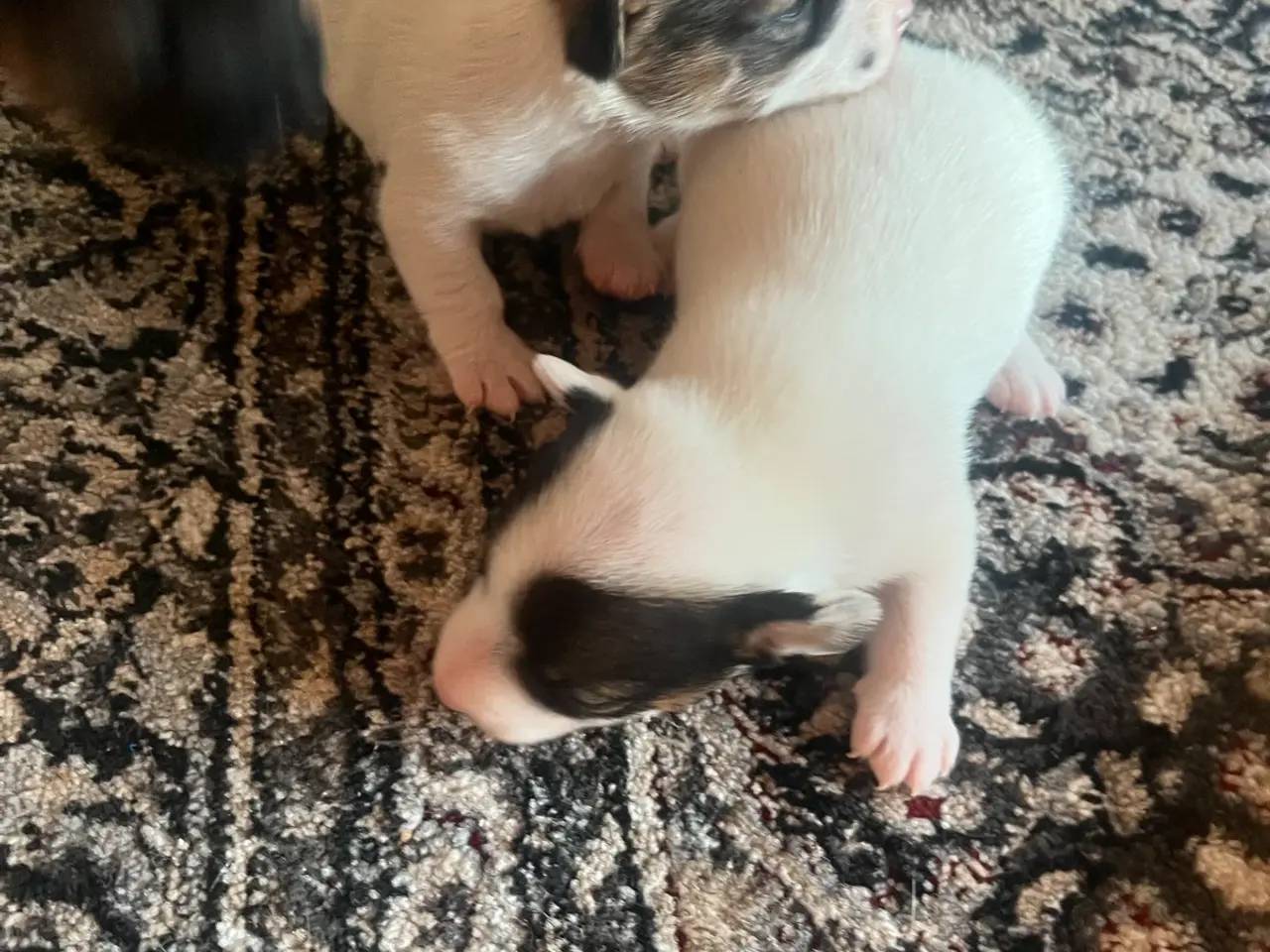 Billede 1 - Skønne Jack Russell hvalpe