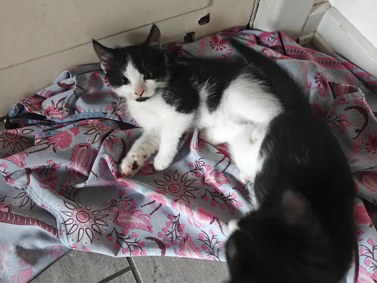 Billede 2 - Katte killinger 