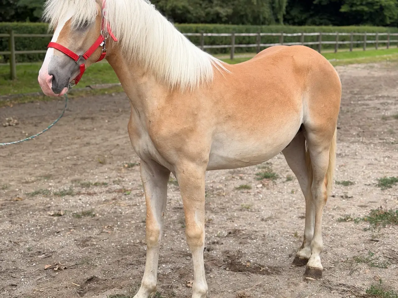 Billede 1 - Haflinger