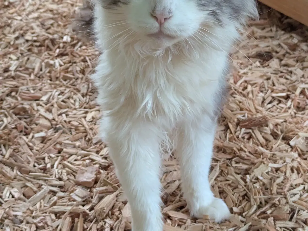 Billede 8 - En voksen Maine coon han