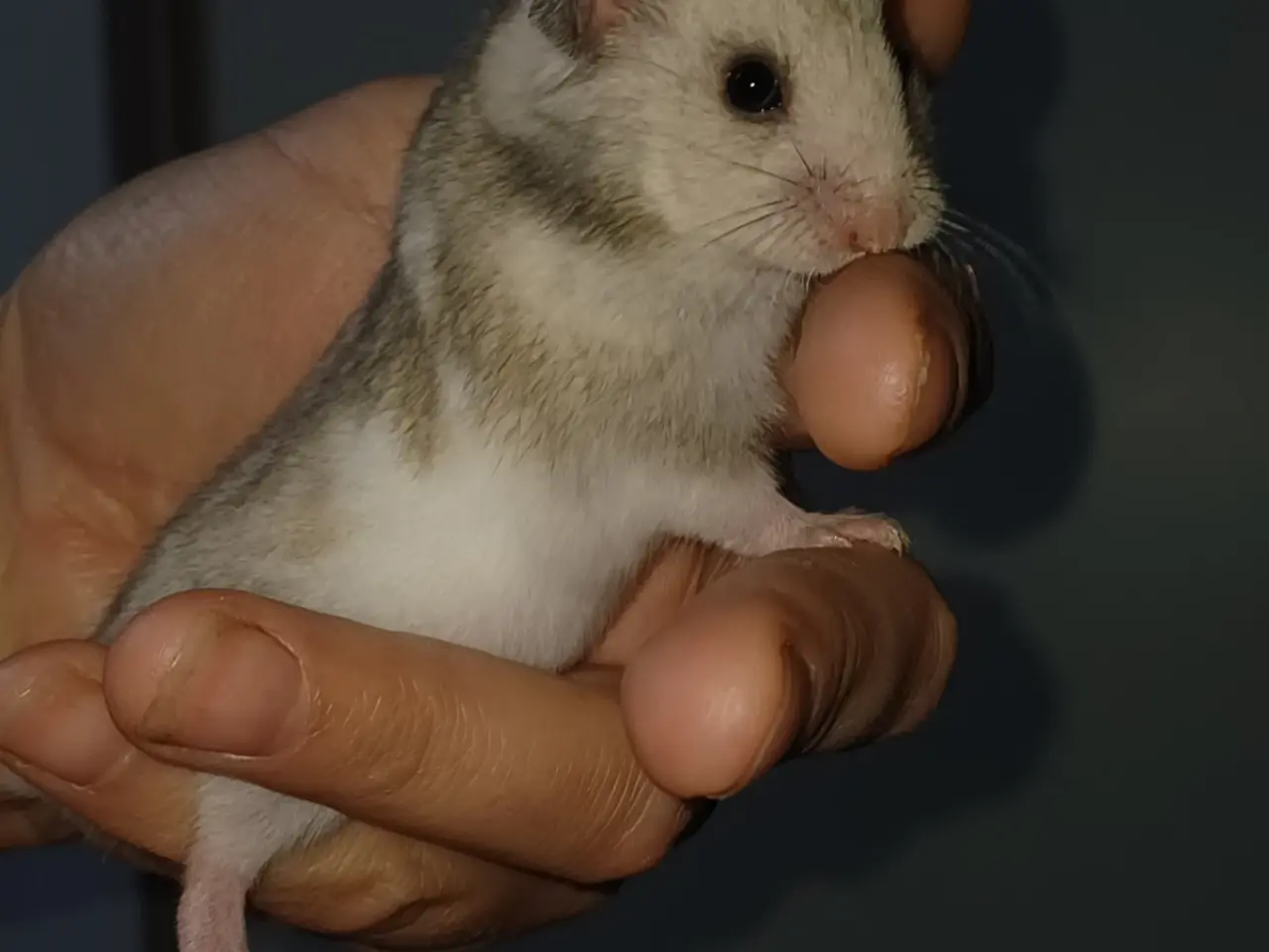 Billede 10 - Guldhamster unger (korthårede)