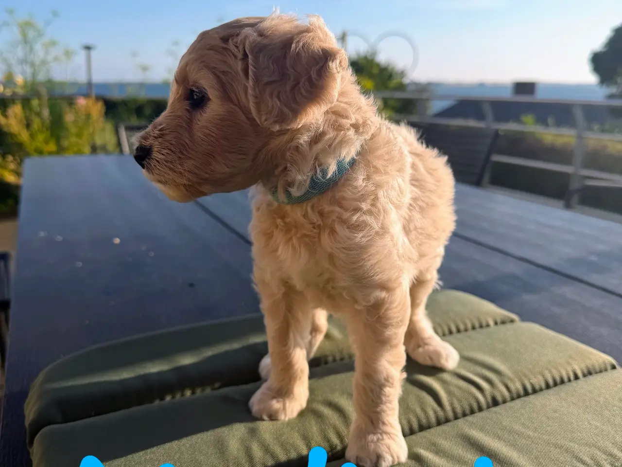 Billede 15 - Skønne Multigen Labradoodle hvalpe sælges