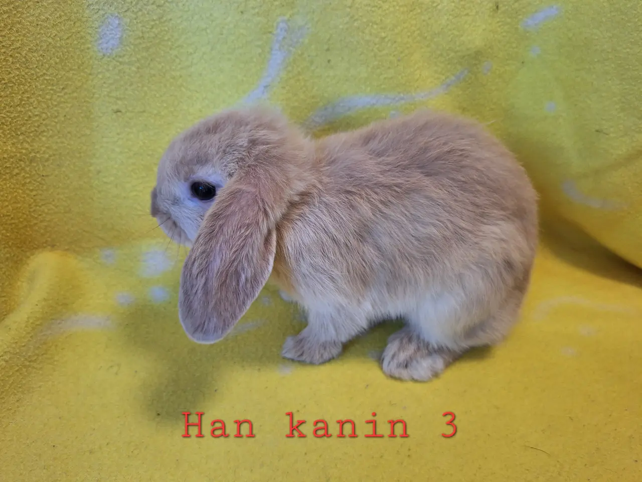 Billede 9 - Søde ægte minilop kaniner