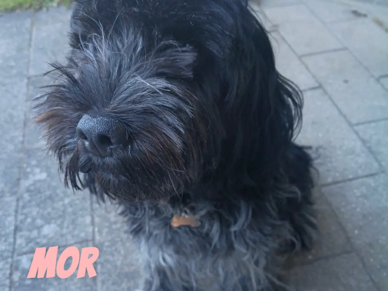 Billede 6 - Schapendoes/samojede hvalpe🐶🐾