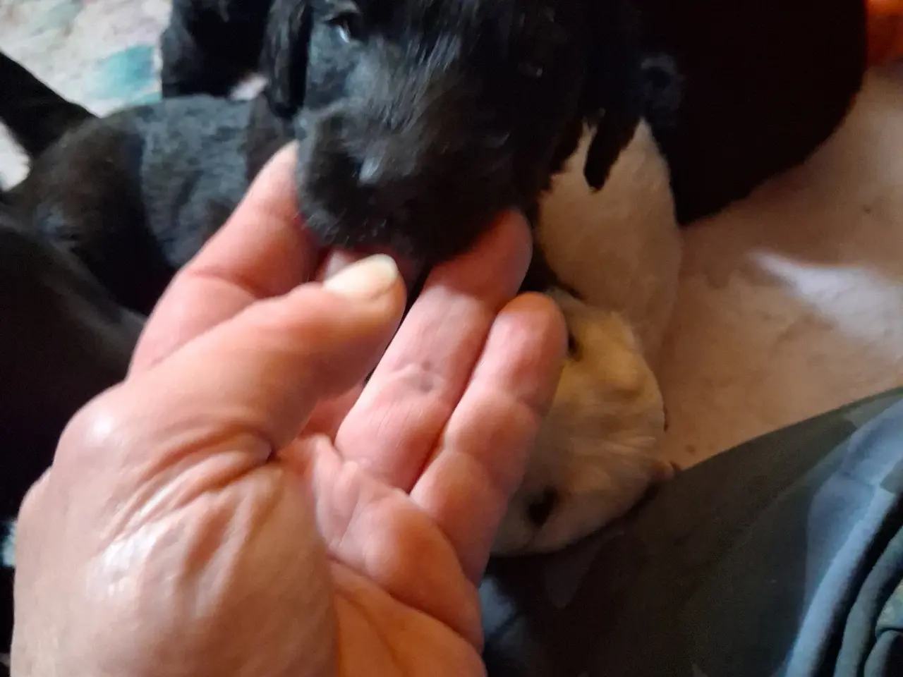 Billede 4 - de lækreste store goldendoodle-bamser