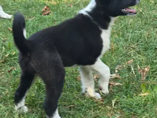 De skønneste Border Collie hvalpe søger nyt hjem