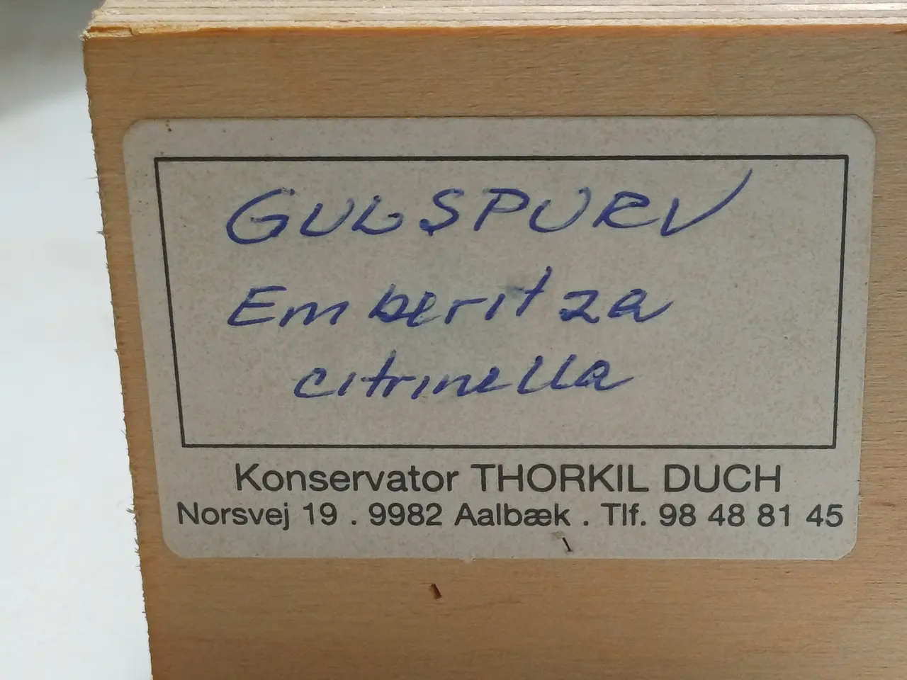 Billede 4 - Udstoppet Gulspurv 