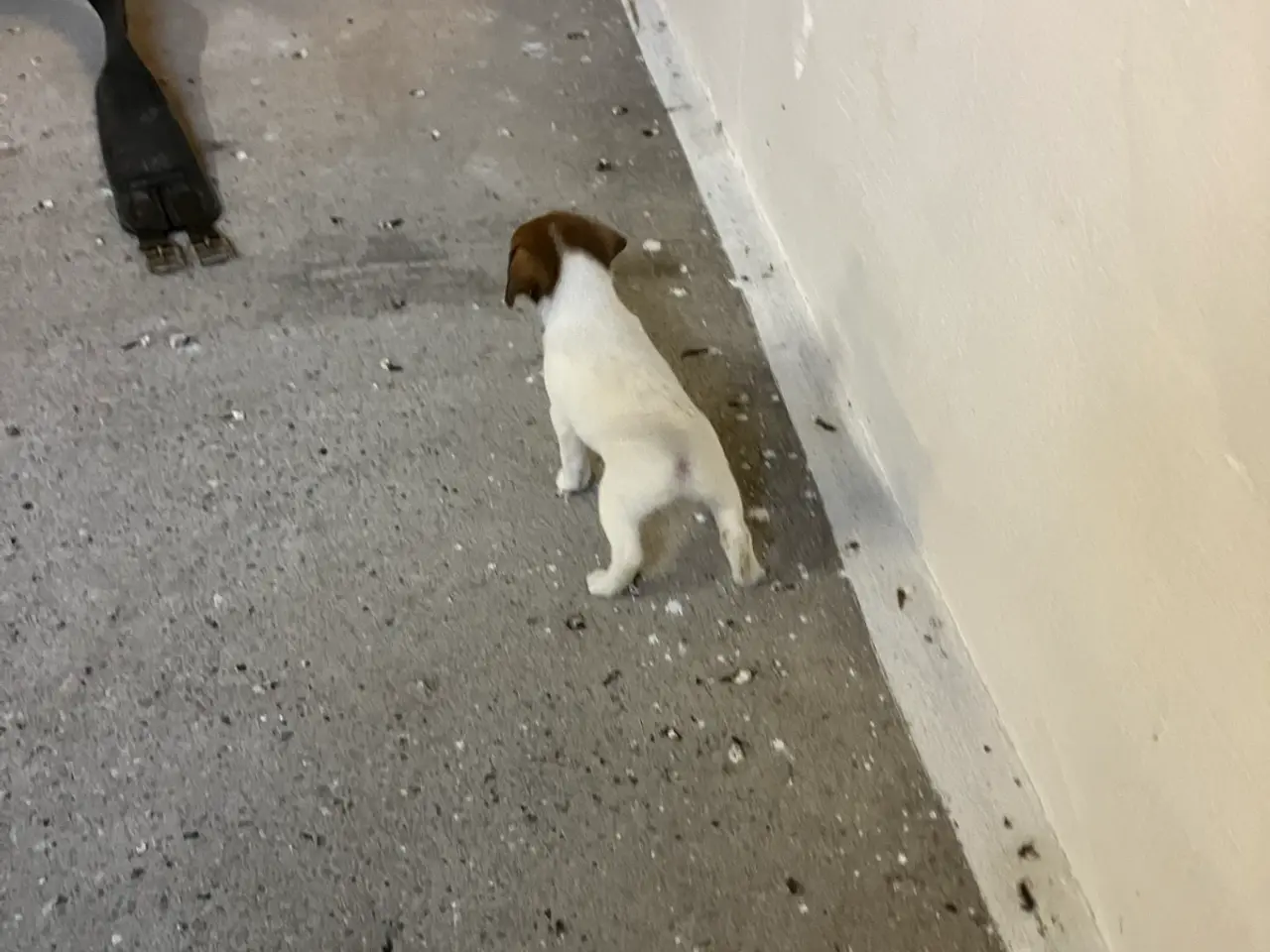 Billede 8 - Jack Russel hvalpe