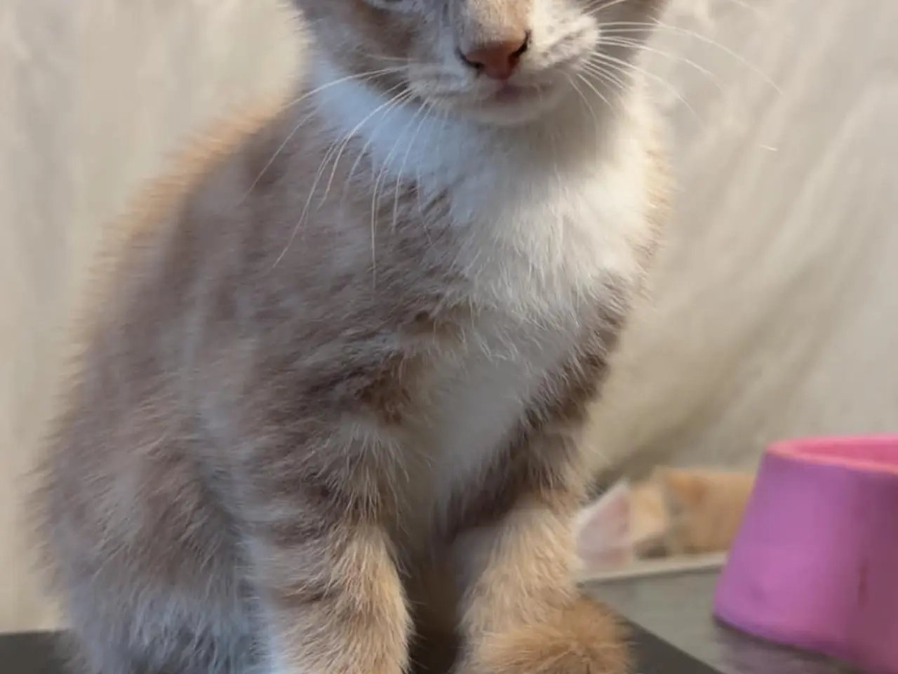 Billede 4 - Main coon blandinger