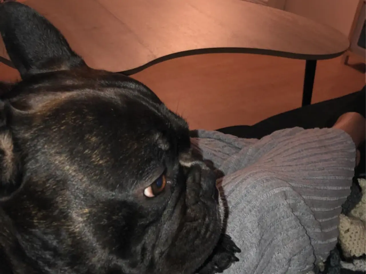 Billede 9 - Fransk bulldog parring