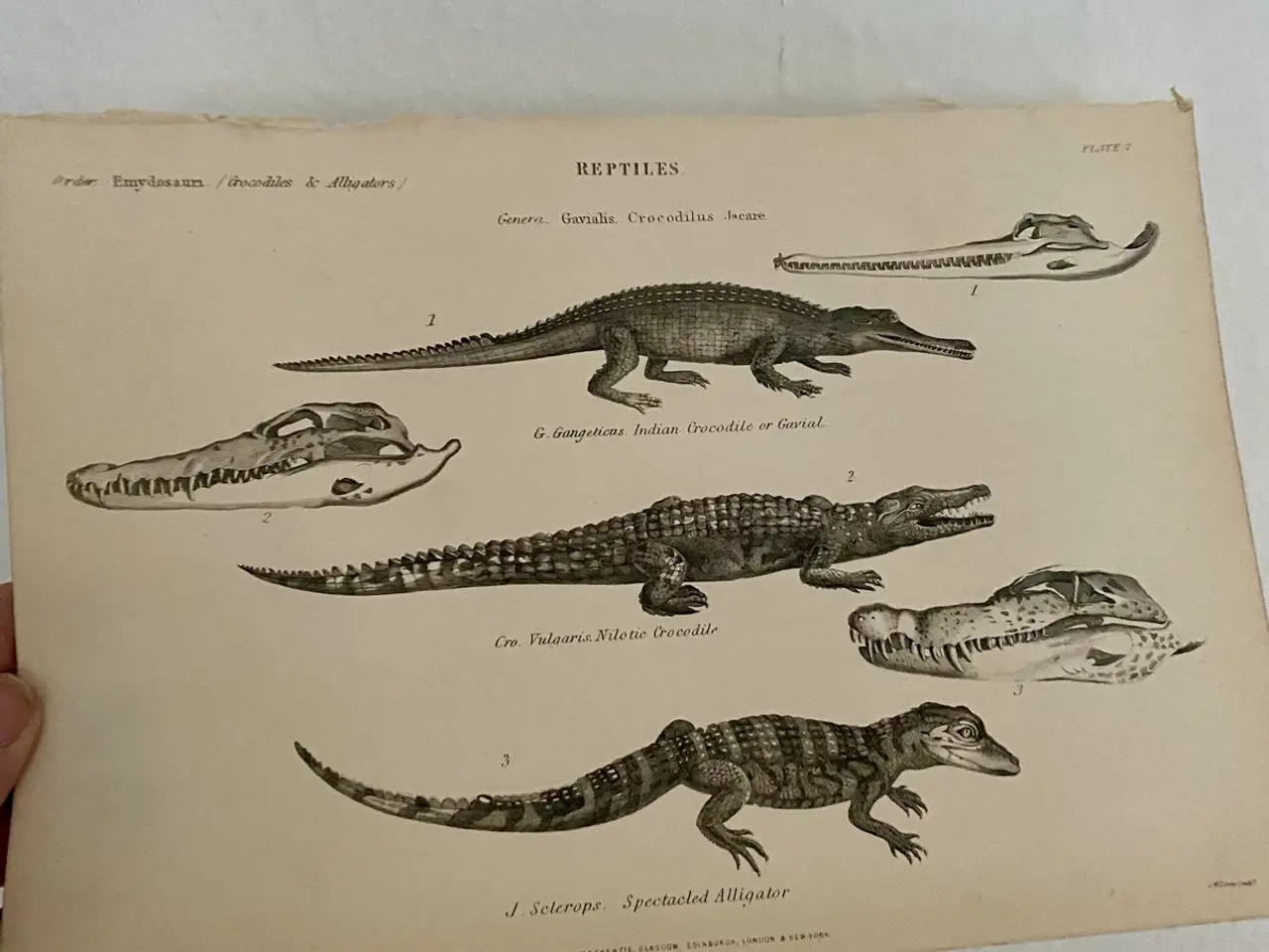 Billede 1 - Antik planche med krokodille og alligator 