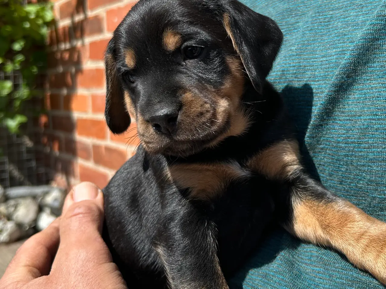 Billede 4 - DS/cockerspanielblanding