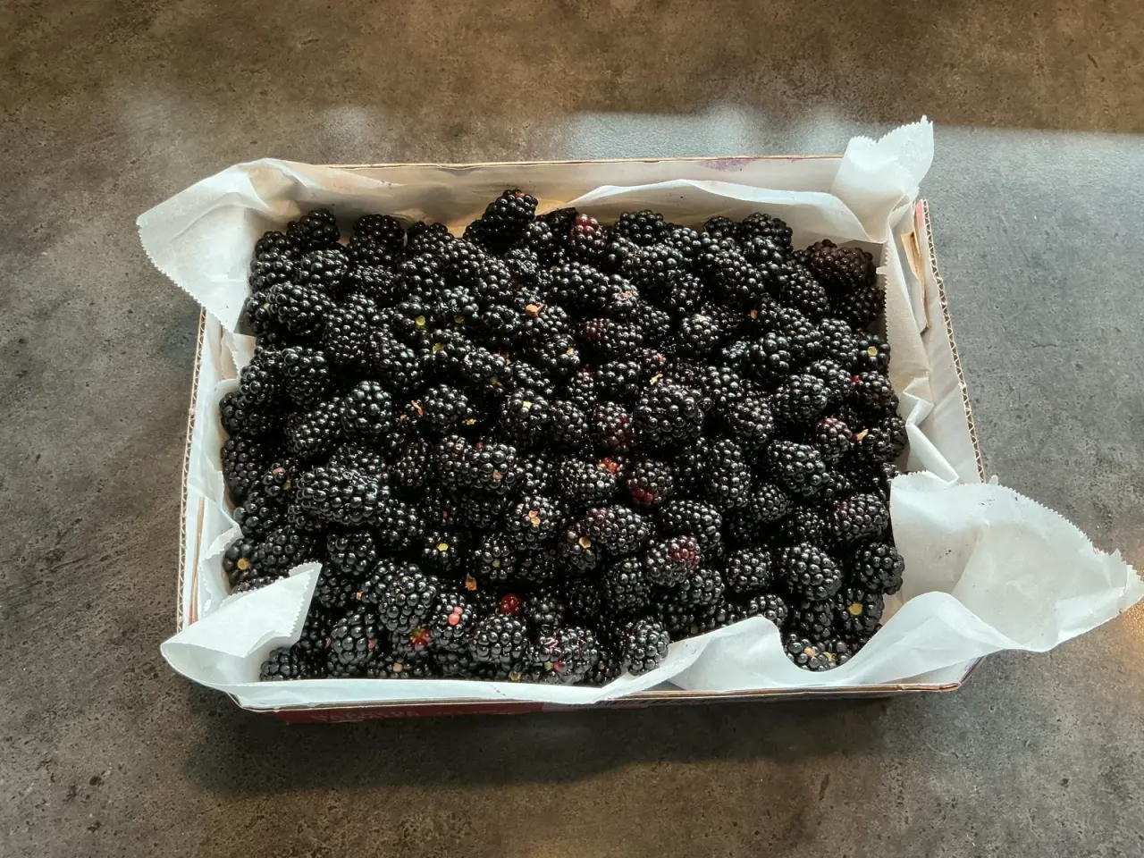 Billede 2 - Friske Brombær fra haven 40kr pr 1/2 kg 