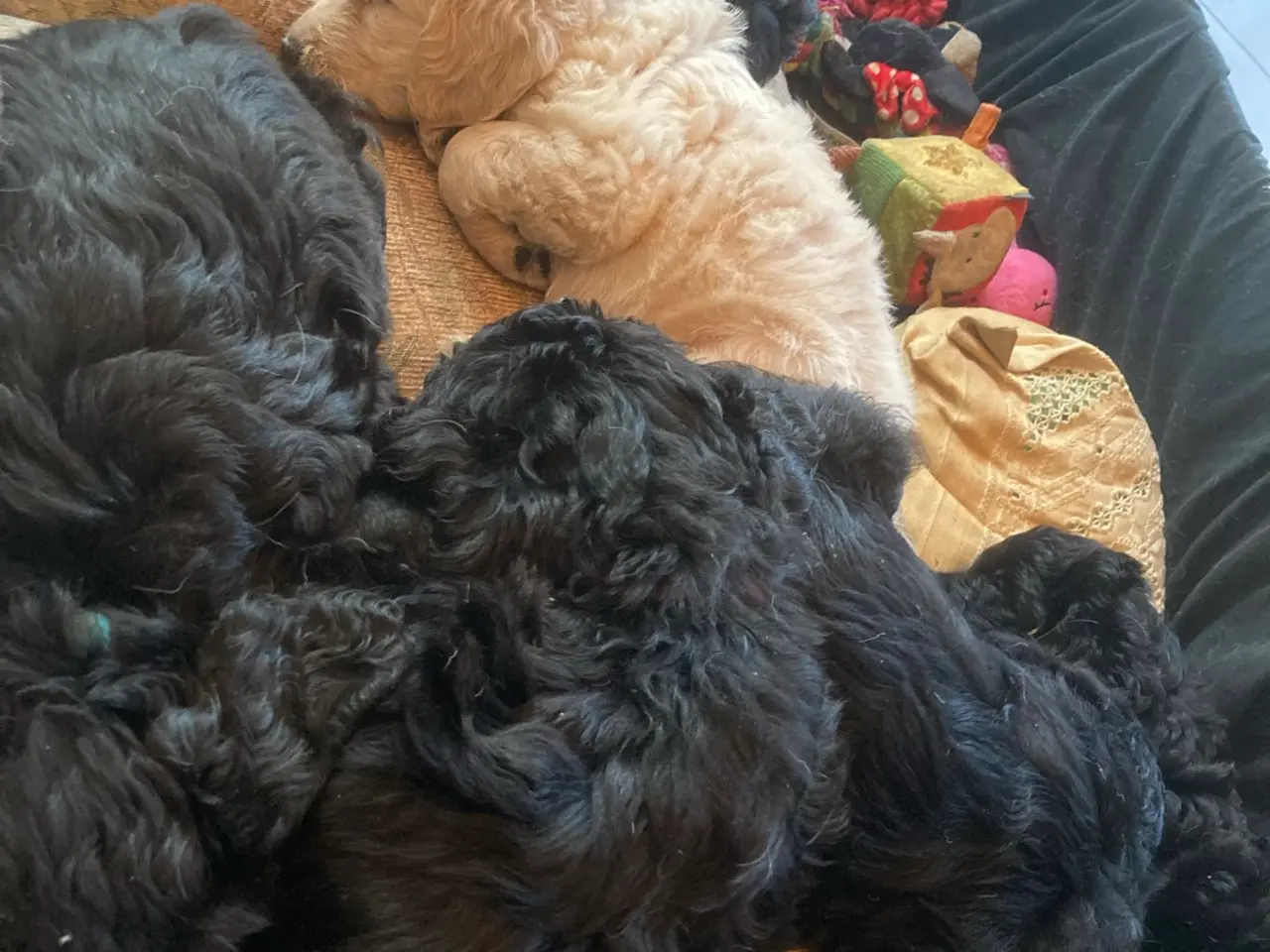 Billede 4 - Doodle Hvalpe stueopdræt - labrador og kongepuddel