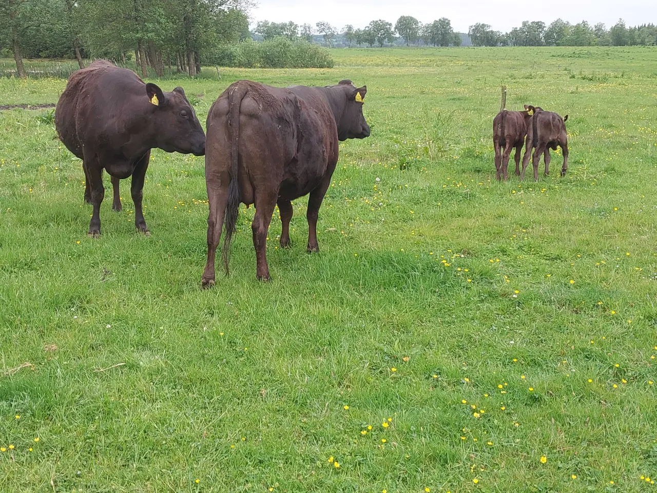 Billede 1 - Wagyu køer med kalve sælges.