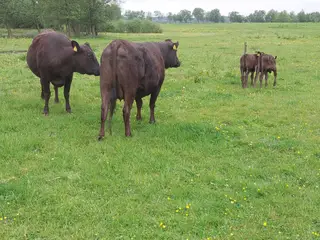 Wagyu køer med kalve sælges.