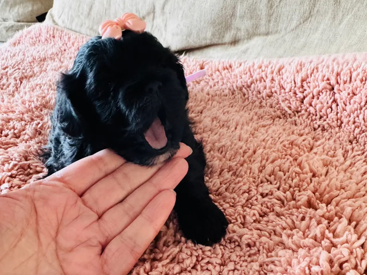 Billede 1 - Shihpoo hvalpe 🐶🌸 rejseklar 19. Maj 26
