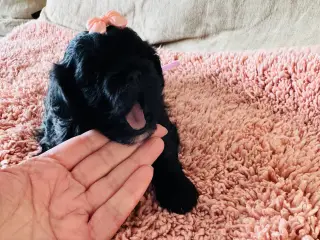 Shihpoo hvalpe 🐶🌸 rejseklar 19. Maj 26