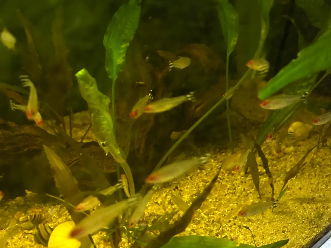 Billede 4 - 🔥🐟 Rødnæsetetra – perfekte stimefisk til akvarie