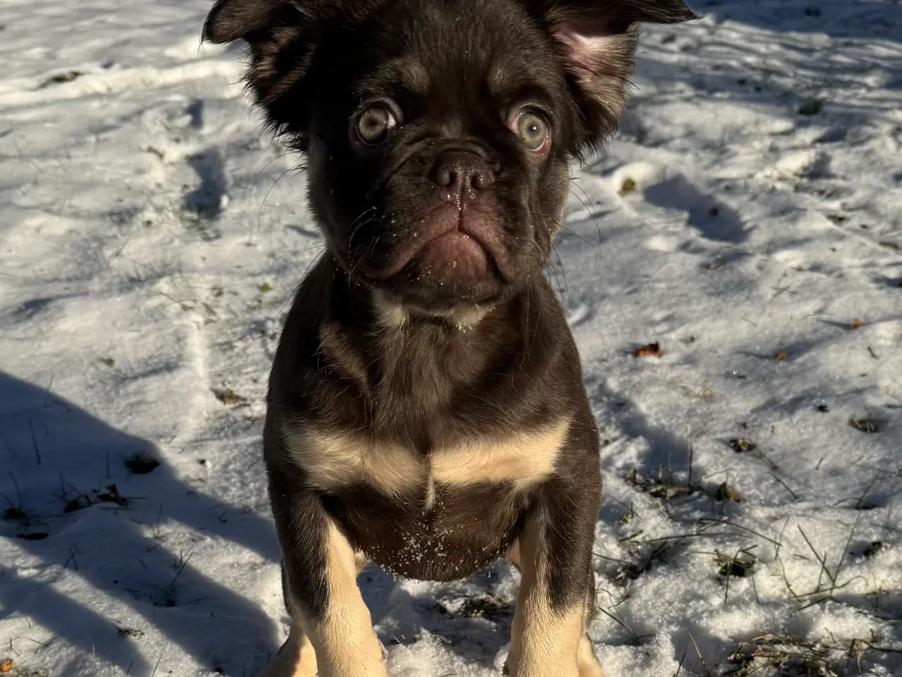 Billede 1 - Fluffy Fransk bulldog