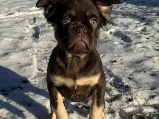 Fluffy Fransk bulldog