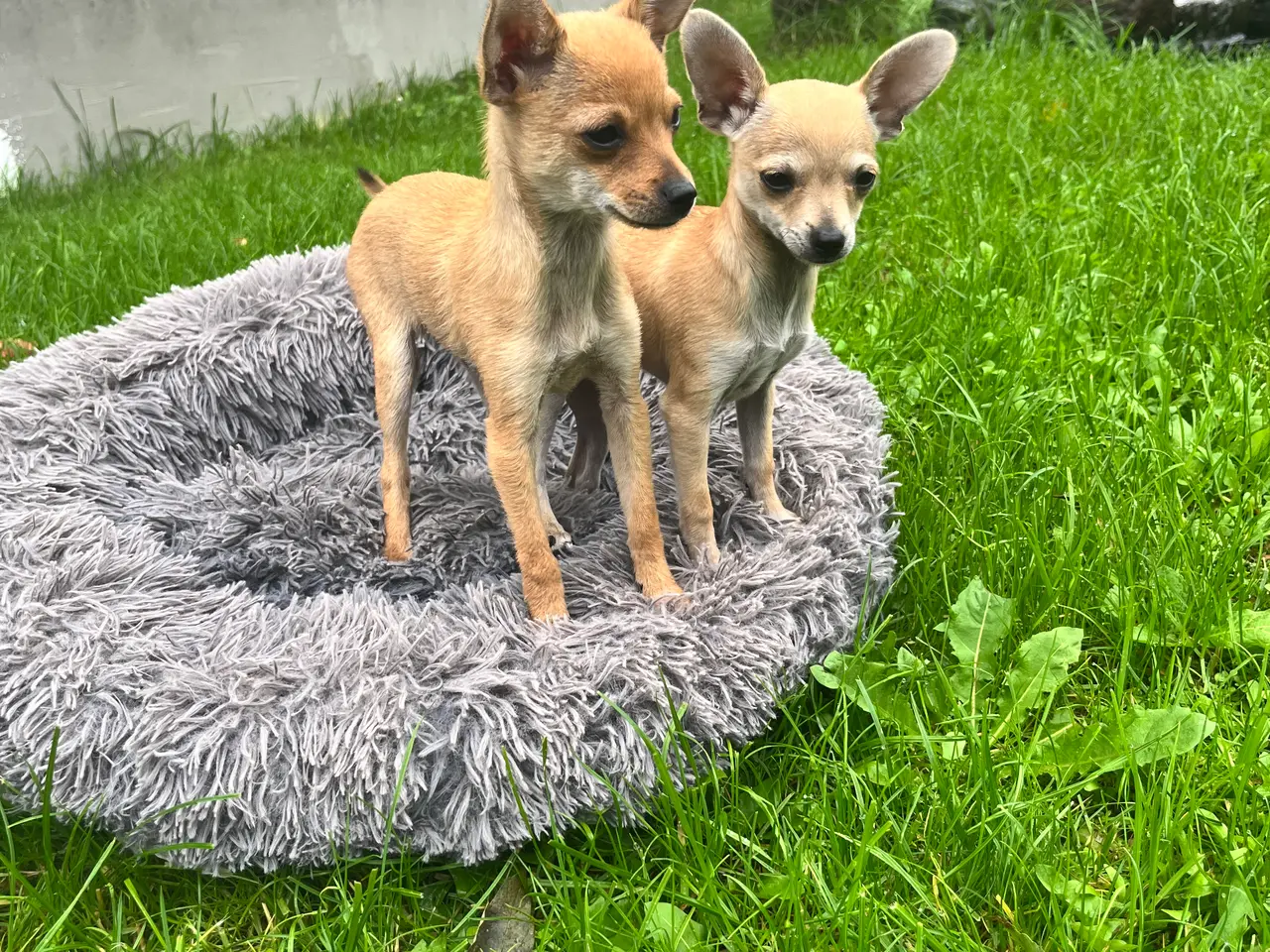 Billede 5 - CHIHUAHUA