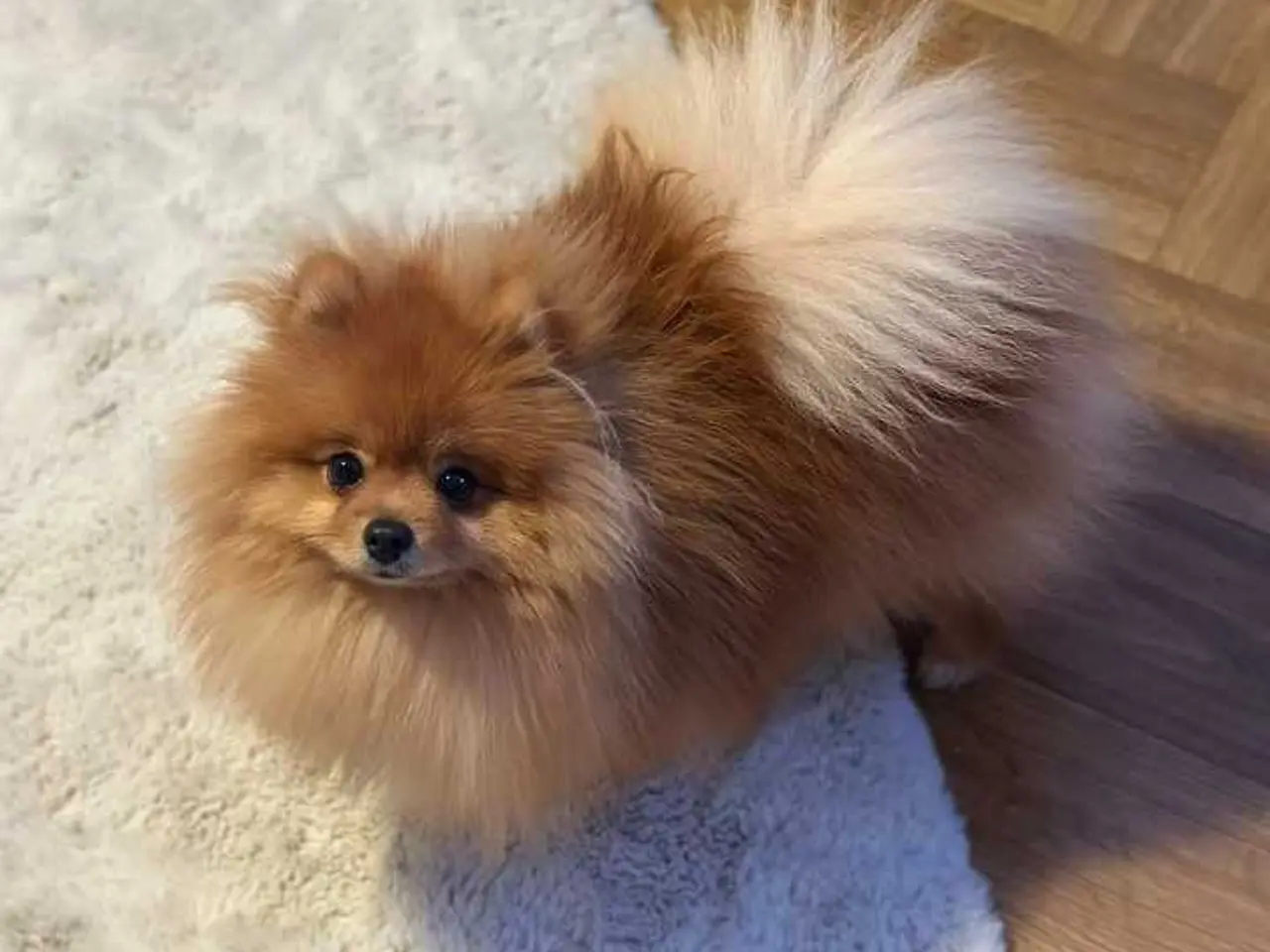 Billede 9 - Mini tecup Pomeranian