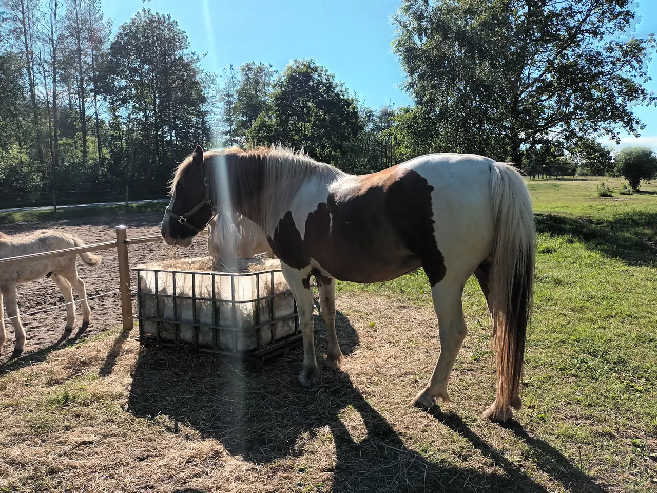 Billede 2 - Broget Hoppe 