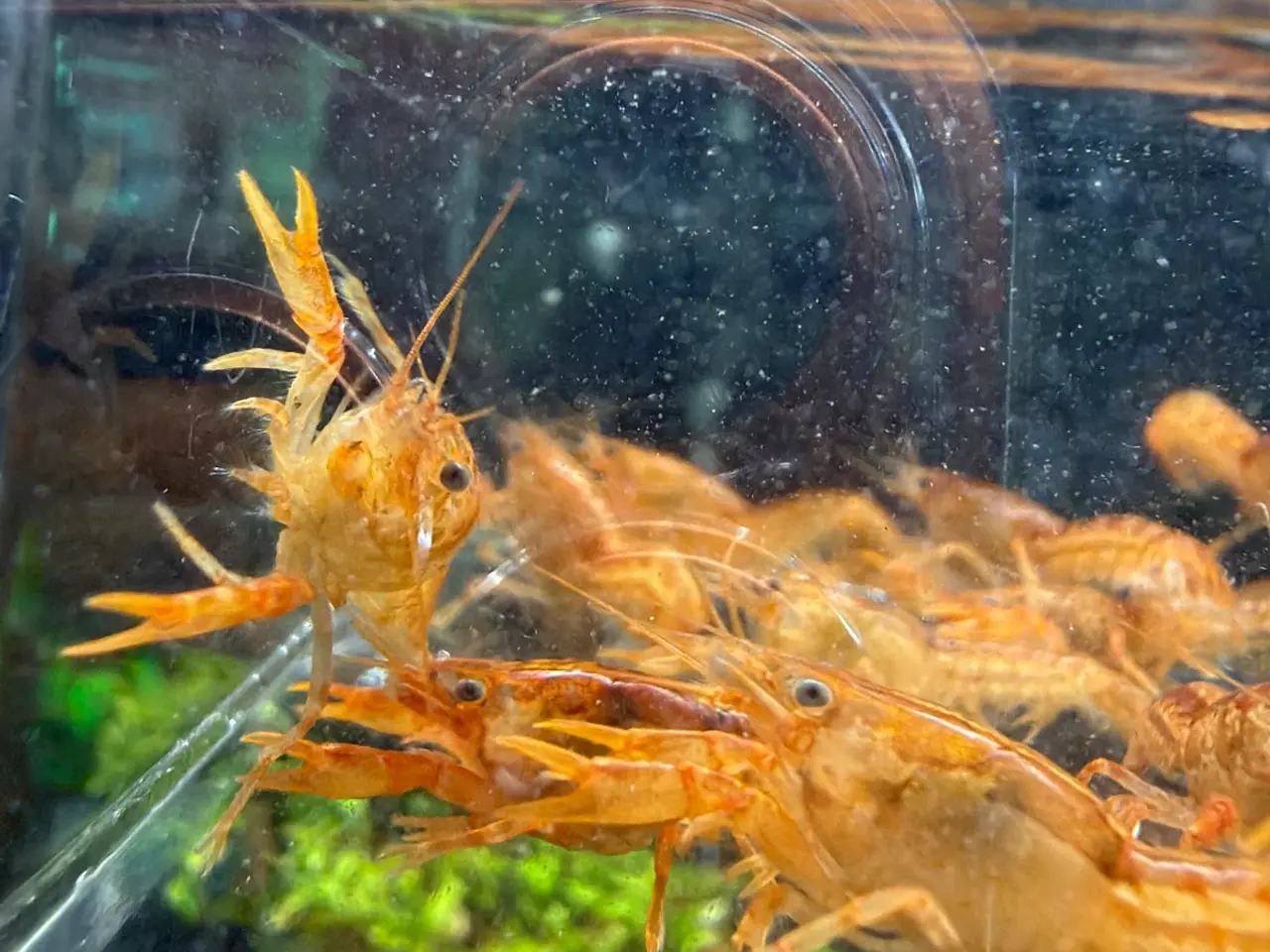 Billede 8 - 🦞 Flotte luksus orange CPO krebs🦞