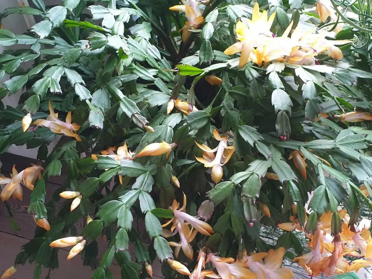Billede 1 - Stor Novemberkaktus, 